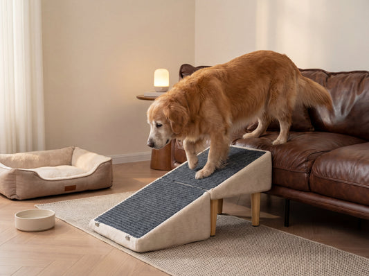 Senior golden retriever carefully walking down a low-incline dog ramp from a sofa in a cozy living room, with a non-slip rug pathway for joint-friendly support.