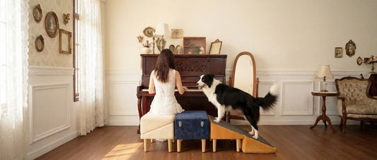 When Does a Senior Dog Need a Ramp? 12 Common Questions Answered
