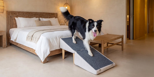 How to Train Your Dog to Use a Ramp Without Pressure