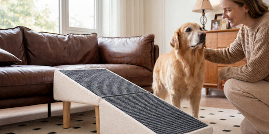 How to Help an Older Dog Use a Ramp Comfortably