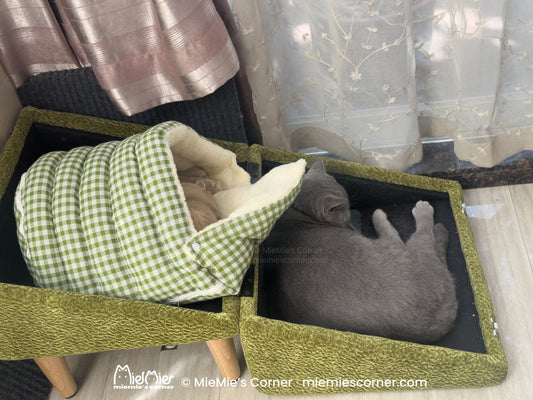Can Cats Use Dog Ramps? What My Cats Taught Me
