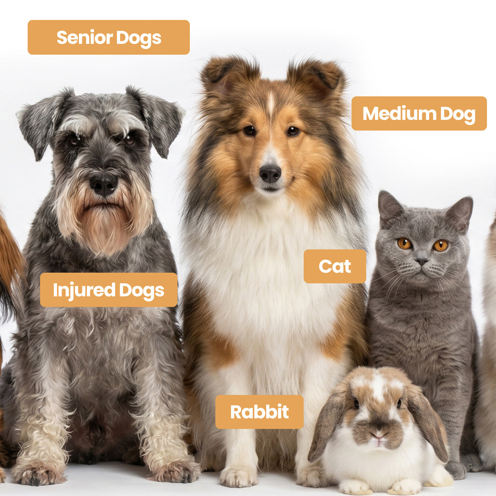 Foldable pet stairs suitable for senior dogs, medium dogs, injured dogs, cats, and rabbits.