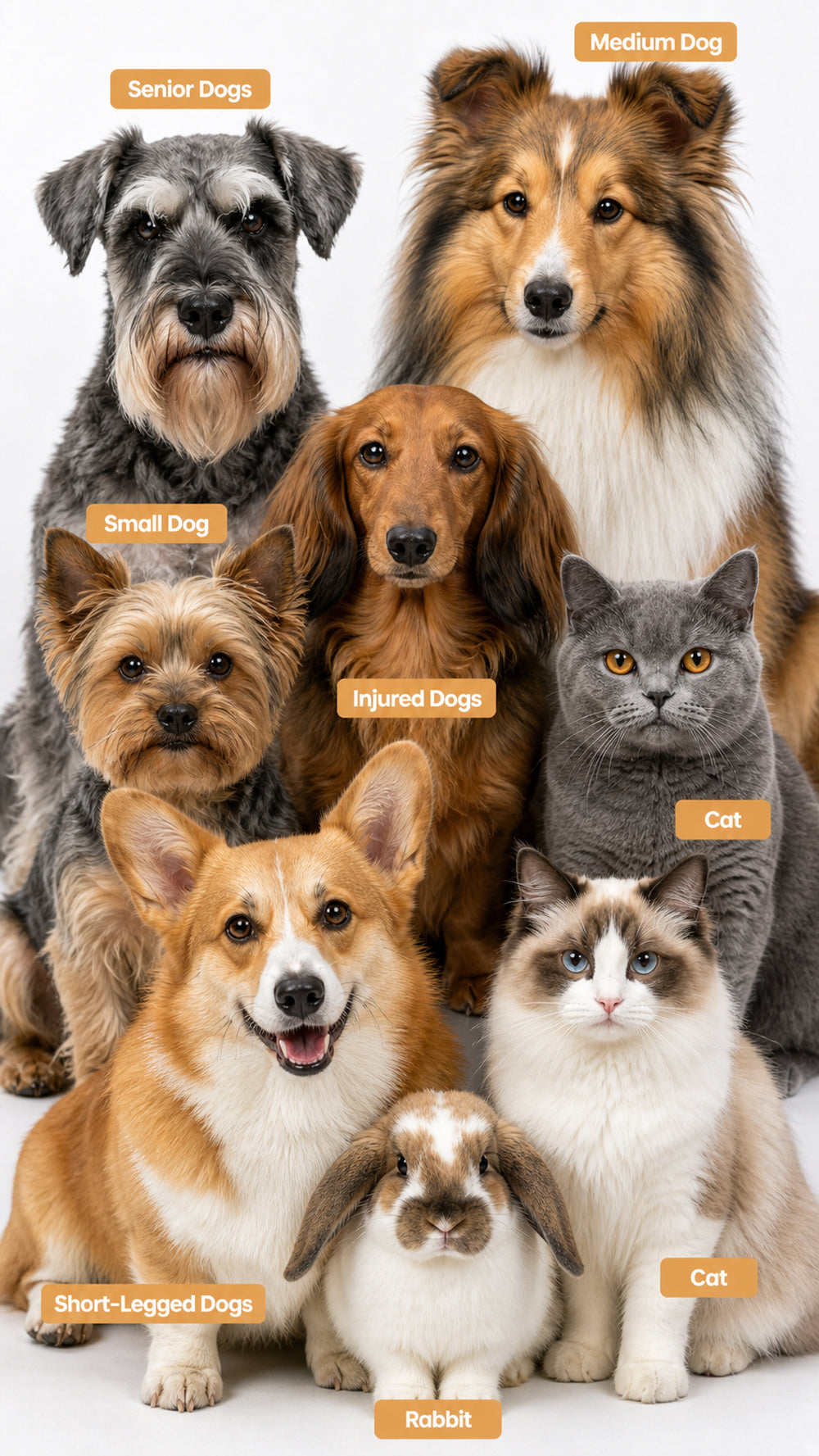 Group of small dogs, short-legged dogs, senior dogs, cats, and a rabbit showing pets suited for foldable pet stairs.