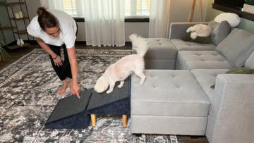 A small white dog uses a two-step black ramp with wooden legs to get up to a light gray sectional sofa in a living room, while a woman in a white shirt and black pants bends down to point and encourage the dog.