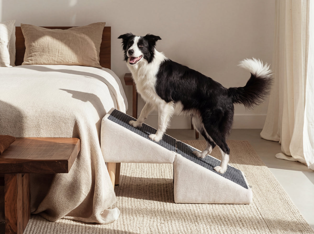Senior dog using a pet ramp to get onto the bed safely in a modern bedroom